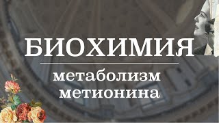 Метаболизм метионина | Биохимия