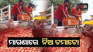 Free Tomatoo at Biramitrapur | Odisha Reporter