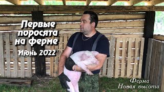 Привезли первых поросят на ферму. Электропастух. Нипельные поилки для поросят.