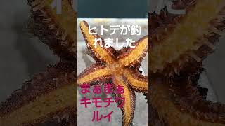 ヒトデがキモチワルイ。底で釣れました（笑）#釣り #shorts #海の生き物