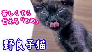 ＜野良子猫＞猫風邪！苦しくても、甘える可愛い子猫めめ　- Kitten Rescue and from the park.《2匹の猫通信/Cats Life TV》