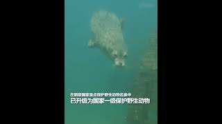 沉浸式看国家重点保护野生动物海上大熊猫斑海豹特写。来源@人民日报 #海上大熊猫 #斑海豹 #国家保护动物 #shorts