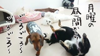 月曜日の昼間からごろごろ～ごろごろ～　🐶ひみつきちなう！②🐶  (ビションフリーゼ ミニチュアダックス チワワ 柴犬) 2020年1月20日