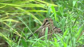 チュウジシギ（タシギ属の見分けは難しい）：中地鴫：Gallinago megala －稲美町－2015 09 05