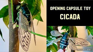 【Opening Japanese Capsule Toy】Cicada (gashapon)