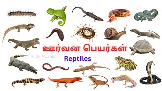 ஊர்வன பெயர்கள்/Learn Reptiles Name in Tamil \u0026 English for kids/Reptiles Name for Kids/Kutty Malargal