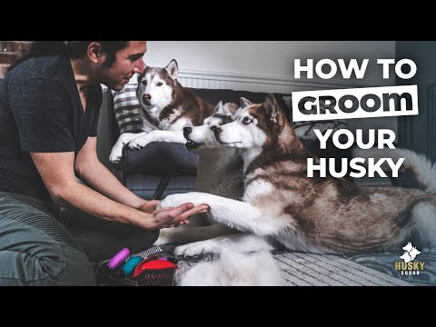 How to Groom Your Husky and Survive Shedding How to Groom Your Husky and Survive Shedding