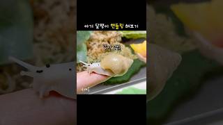 아기 달팽이 핸들링 해보기 / 먹을 걸로 꼬시는 게 최고 / #africansnail #shorts