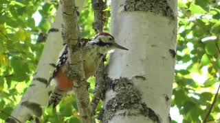 Белоспинный дятел ( Dendrocopos leucotos )