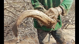 จับปลาช่อนยักษ์ในโคลนและในป่าจากสูบปลา-Catching big snake head fish in mud - DUM TV