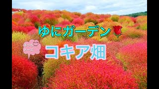 #44【ぼっちナース💉】北海道由仁町「ゆにガーデン」コキア🌲