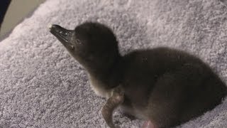 ペンギンの赤ちゃん誕生 すみだ水族館、２２日公開へ