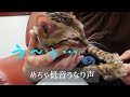 【ベンガル猫・シャム猫】ハーネスに挑戦！