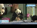 20190311中天新聞　陸擬送貓熊　壽山動物園有能力養？