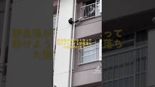 警察官が堂々と猫を虐待してる