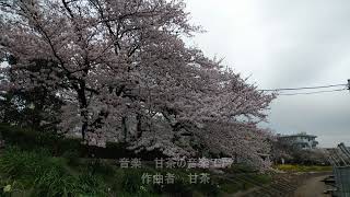 春のしながわ花海道は桜と菜の花が満開です！2022春【東京おでかけ編】