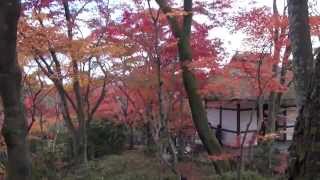 常寂光寺の紅葉in2011