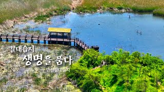 느림;보 EP02. 갈대습지, 공존을 그리다.  •안산갈대습지 •Ansan Reed Marshy Park🌿