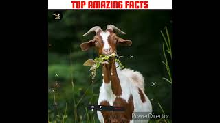 दुनिया के गजब amazing facts 😱| Lokesh Fact | #shorts #facts