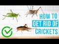 How to GET RID OF CRICKETS in the house