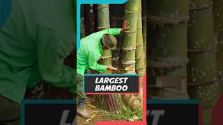 The Giant Bamboo That Grows Like Crazy! 🌱🌳 | Dendrocalamus Gigantus #nature #bamboo #makingviral