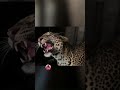 പല്ലിളിച്ച് പുള്ളിപ്പുലി leopard