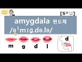 발음q u0026a 218 amygdala 발음 마스터 amygdala 편도체 발음 원어민 발음 리스닝 쉐도잉 딕테이션