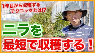 家庭菜園や農園のニラ栽培で初年度から収穫できるスピード栽培！最短でニラを収穫するコツとニラの育て方！【農家直伝】