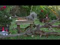 cat tv for cats to watch 😸 birds u0026 squirrels play with elves 🕊️ bird videos u0026 cat games 4k hdr