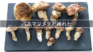 【きのこ狩り】バカマツタケ群生地発見!!