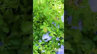 Easy to maintain and hardy Plumbago flowers for your garden.