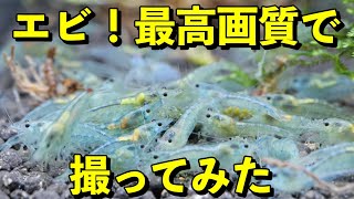 【アクアリウム】綺麗なエビを超高画質で撮ってみた（昨年の反省と今年の目標）