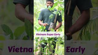 Vietnam Super Early Panasa | Best Jack Fruit Plants In Telugu | Kadiyam Abbai | Shorts - 267