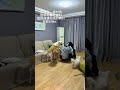 🐶：告诉我妈 我不是孬种 人和狗总要疯一个系列 这谁能顶得住啊