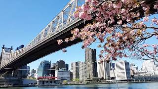 NYC LIVE Exploring Midtown Manhattan & Roosevelt Island (April 26, 2021)