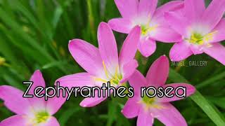 Zephyranthes rosea in our garden | Rain lily | Attractive flower | A small tour.