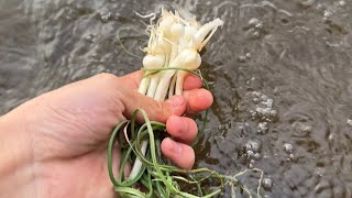 河原の野草採って食べる週末