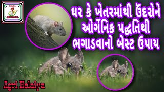 ઘર કે ખેતર માંથી ઉંદરોને ઓર્ગેનિક પદ્ધતિથી ભગાડવાનો બેસ્ટ ઉપાય #ઉંદર #ખેતર #ઓર્ગેનિક