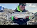 sea fishing uk bassman’s best fish of 2024 vlog 196