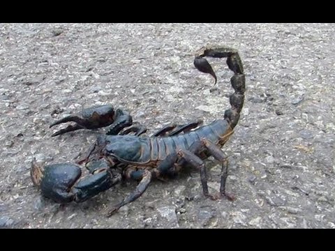 ёяш Giant Black Scorpion Wildlife Thailand ёяши Youtube