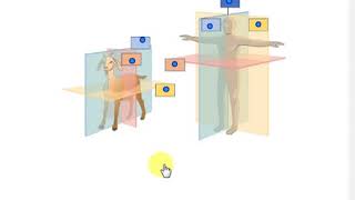 anatomical terminology - Planes, frontal, midsaggital,