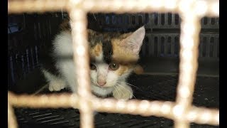 罠にハマった野良子猫(カゴの中から出られず鳴き叫ぶ子猫)を救出