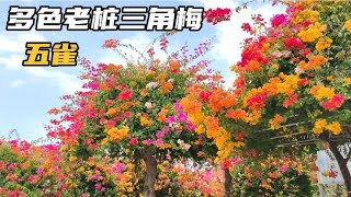 佛山顺德陈村花卉大道，嫁接多色三角梅老桩又开花了，太美了