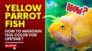 How to Maintain Yellow Color of Parrot Fish for Lifetime? || Best Ways Suggested