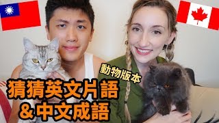 中英文成語大ＰＫ！猜猜看沒聽過的成語 | Guessing Chinese \u0026 English Animal Idioms