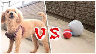 やんちゃなシニア犬 vs. ウィキッドボール / My Funny Dog vs Wicked Ball