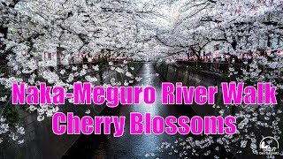 Naka-Meguro River Cherry Blossom Walk with Kids