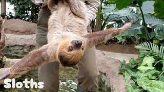 帰ります～帰宅するナマケモノたち  Sloths return to the room  神戸どうぶつ王国