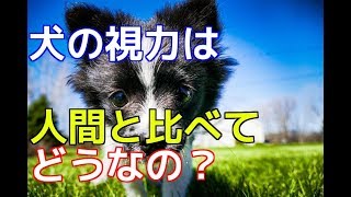 【愛犬のための知識】犬の視力は人間と比べてどうなの？【犬を知る】