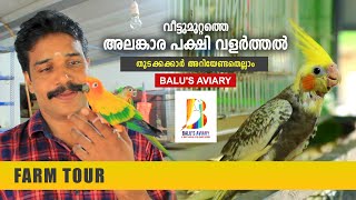 വീട്ടുമുറ്റത്തെ അലങ്കാര പക്ഷി വളർത്തൽ | Balu's Aviary | Conure \u0026 Cockatiel Bird | African Love Birds